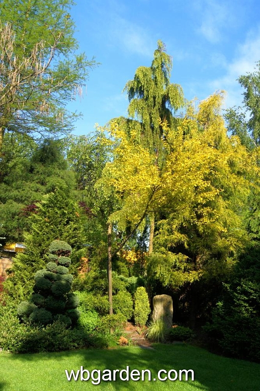 wbgarden spring 3.JPG